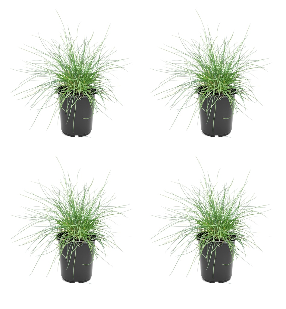 Outdoor Plants Daily Deals at Lowe's : 30% off