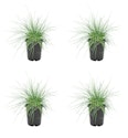 Outdoor Plants Daily Deals at Lowe's : 30% off + free shipping w/ $35
