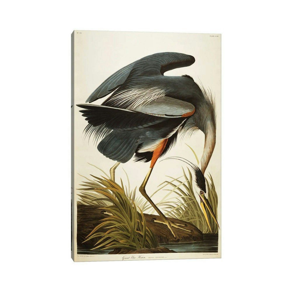 Great Blue Heron by John James Audubon 18" x 12" Wall Canvas: $45.99 Great Blue Heron by John James Audubon 18" x 12" Wall Canvas: $45.99