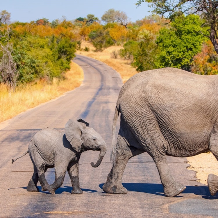 8-Night South Africa Flight, Hotel, and Safari Vacation: From $4,398 for 2