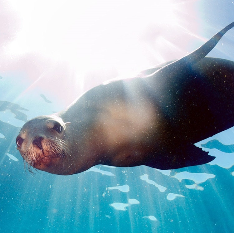 10-Night Ecuador and Galápagos Flight, Hotel, and Tour Vacation: From $3,598 for 2 10-Night Ecuador and Galápagos Flight, Hotel, and Tour Vacation: From $3,598 for 2