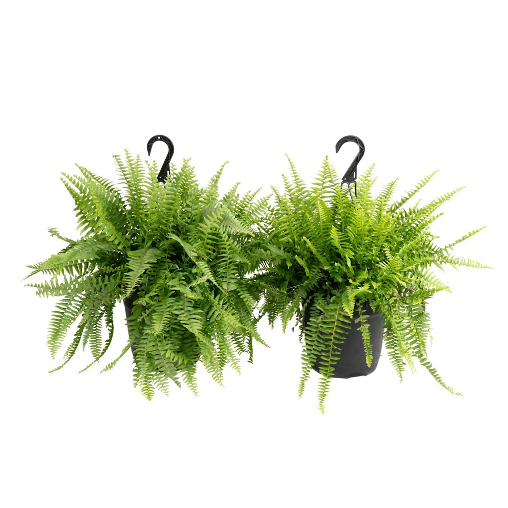 Costa Farm Plants at Lowe's: Up to 40% off