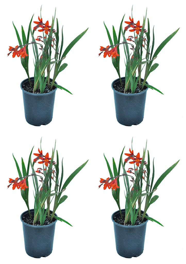 Outdoor Plants at Lowe's: 30% off Outdoor Plants at Lowe's: 30% off