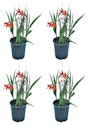 Outdoor Plants at Lowe's: 30% off + free shipping w/ $35
