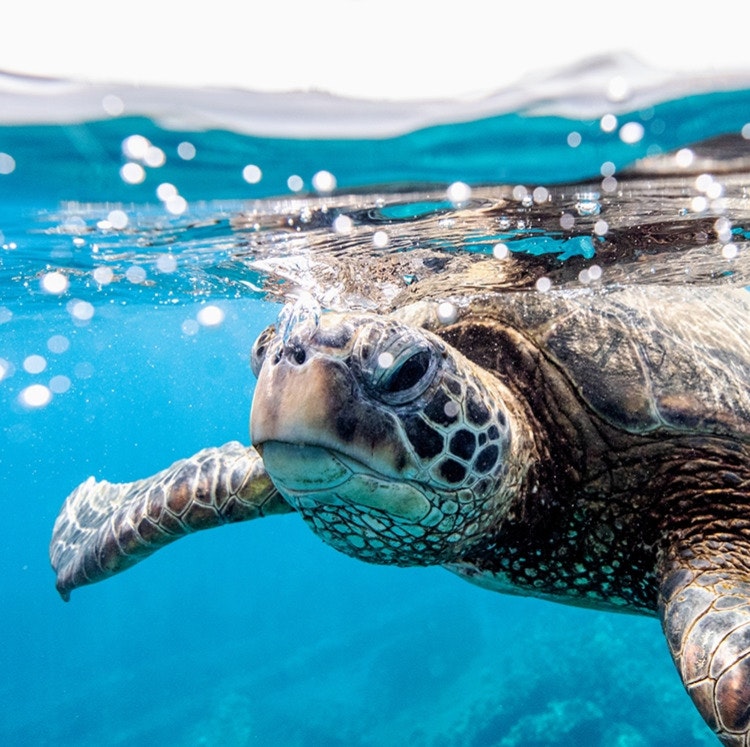 Princess 16-Night Hawaiian Islands Cruise: From $4,048 for 2