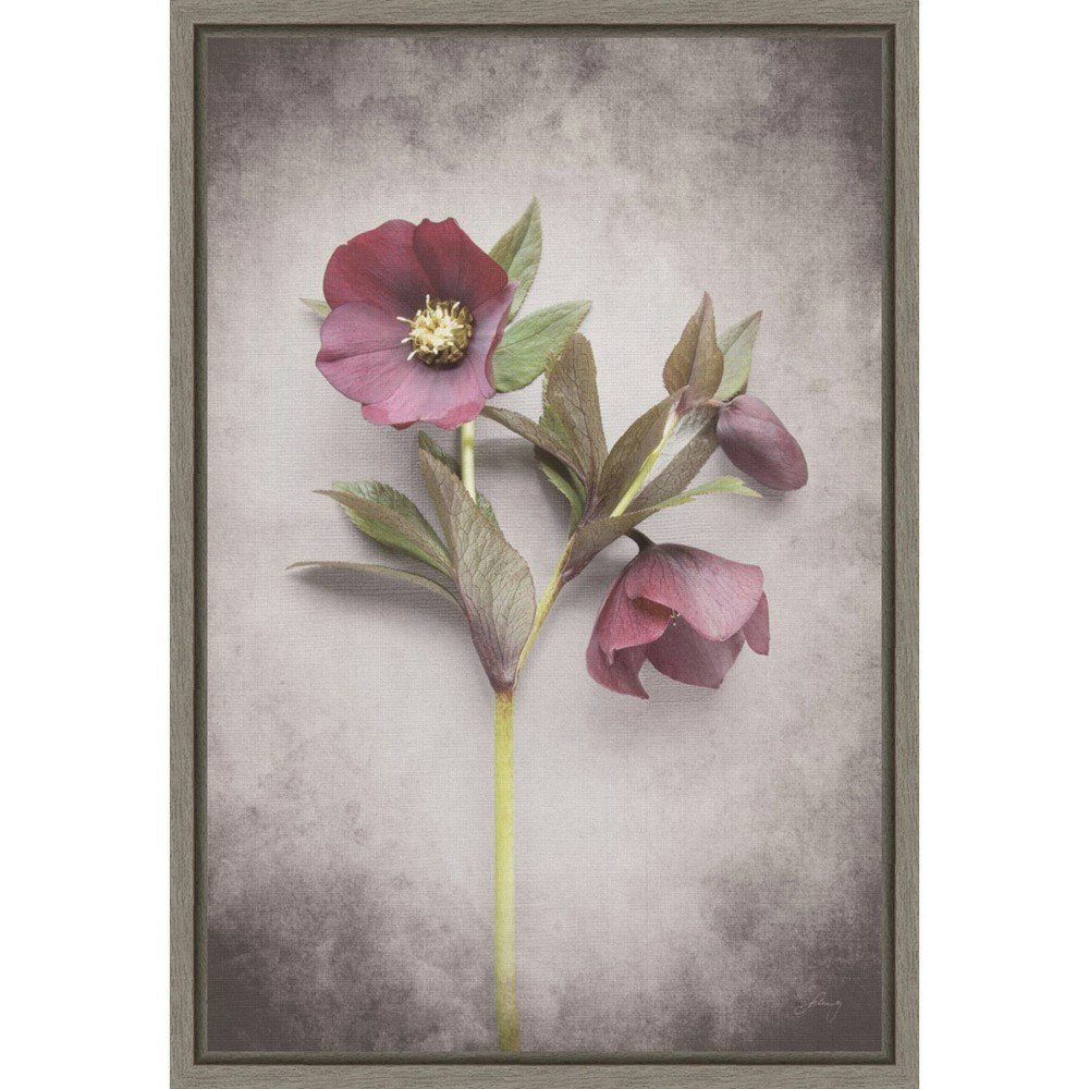 Amanti Art 16"x23" Vintage Hellebore Study V Framed Canvas Wall Art: $75.99 Amanti Art 16"x23" Vintage Hellebore Study V Framed Canvas Wall Art: $75.99