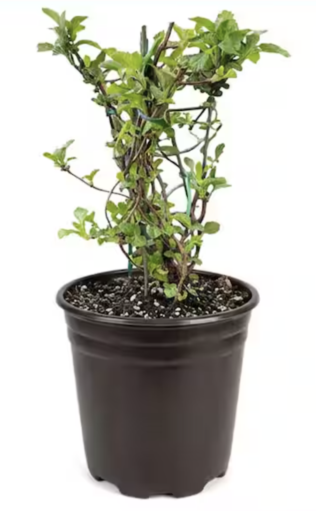 Live Goods Daily Deals at Home Depot: Up to 30% off Live Goods Daily Deals at Home Depot: Up to 30% off