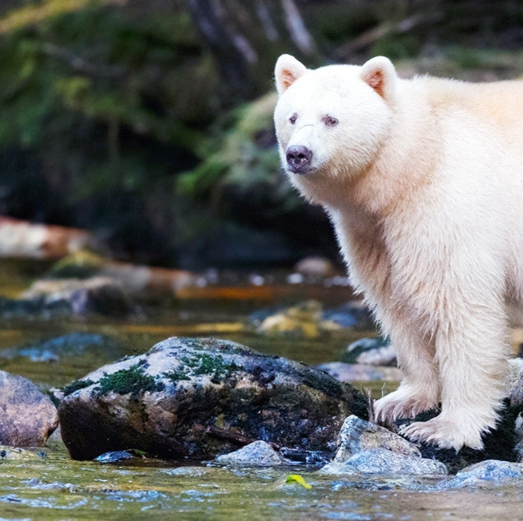 Holland America 18-Night Great Bear Rainforest Alaska Cruise: From $4,638 for 2 Holland America 18-Night Great Bear Rainforest Alaska Cruise: From $4,638 for 2