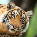 20-Night Royal India Flight, Hotel, and Tour Vacation for From $13,798 for 2