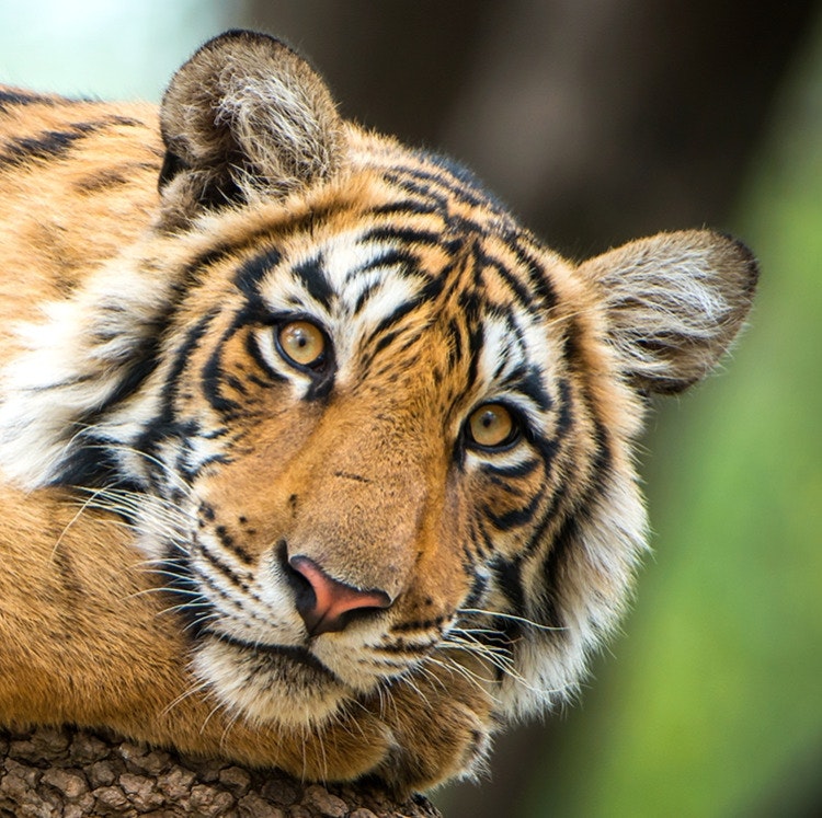 20-Night Royal India Flight, Hotel, and Tour Vacation: From $13,798 for 2