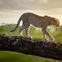 8-Night Kenya Flight, Hotel, and Safari Vacation for From $9,898 for 2