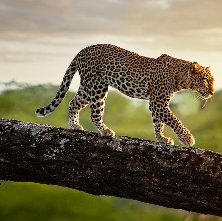 8-Night Kenya Flight, Hotel, and Safari Vacation: From $9,898 for 2