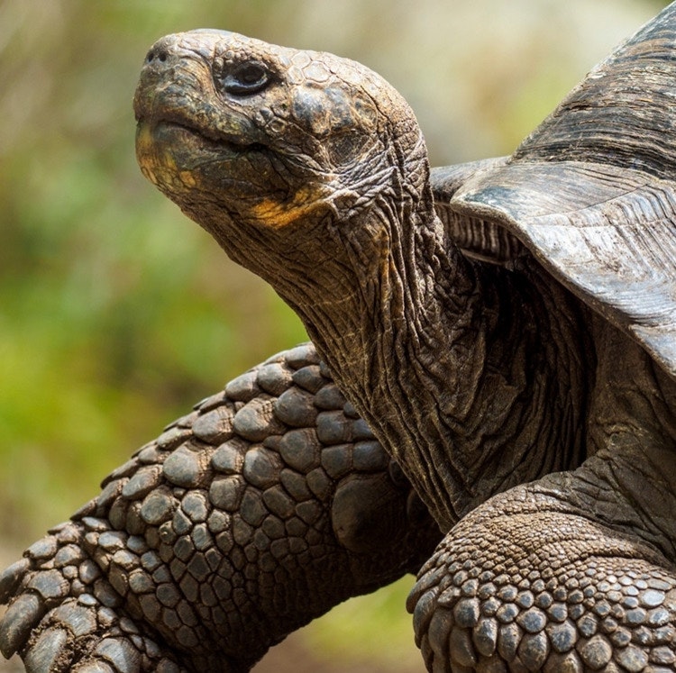 16-Night Amazon, Galapagos, and Peru Guided Vacation: From $7,926 for 2 16-Night Amazon, Galapagos, and Peru Guided Vacation: From $7,926 for 2