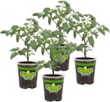 Bonnie Plants Husky Cherry Red Tomato Plant 4-Pack for $17 + $9.99 shipping