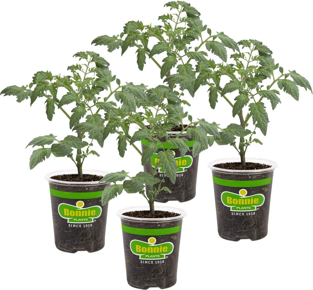 Bonnie Plants Husky Cherry Red Tomato Plant 4-Pack: $17