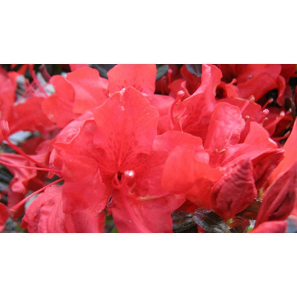 Trouper Azalea Plant 2.25-Gallon: $54.99 Trouper Azalea Plant 2.25-Gallon: $54.99