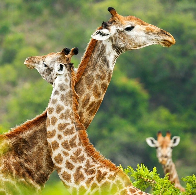 9-Night South Africa Flight, Hotel, and Tour Vacation: From $5,950 for 2