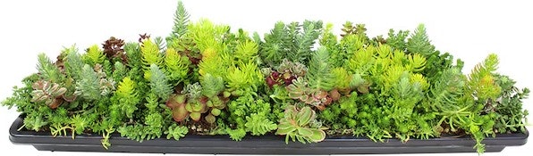 Lowe's Plants Deals: 30% off