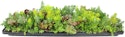 Lowe's Plants Deals: 30% off + free shipping w/ $25