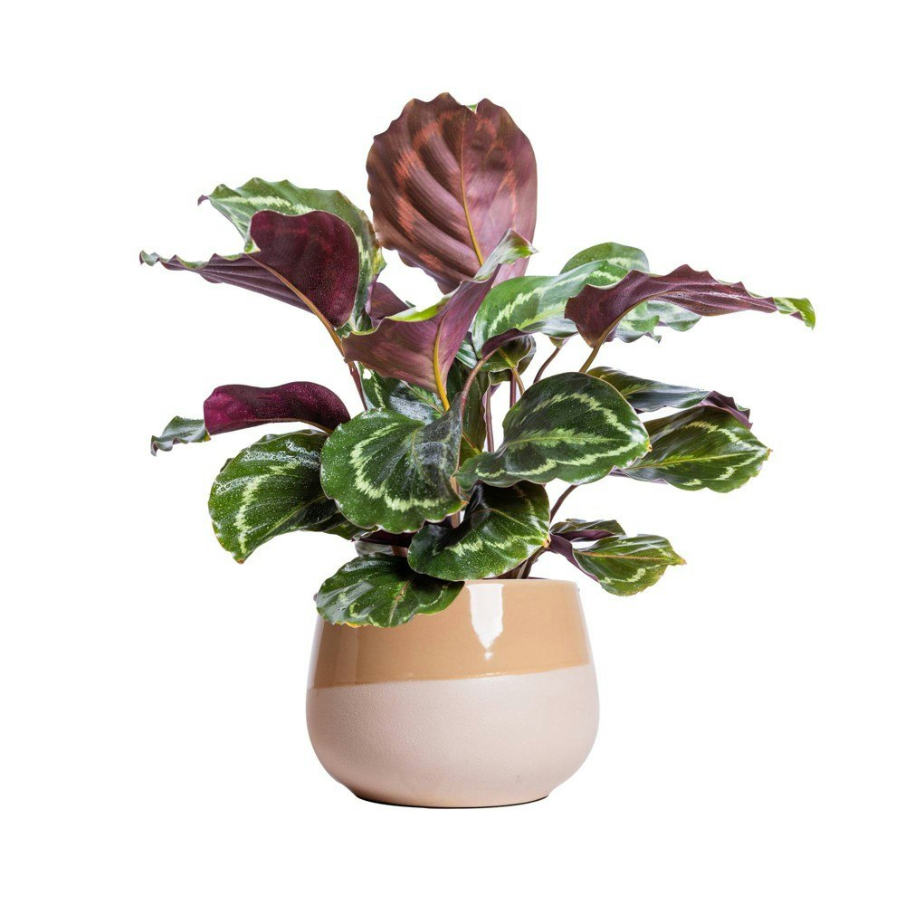 6-inch Calathea Medallion Houseplant in Chai Planter: $40