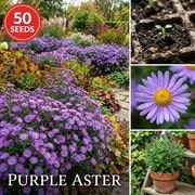 Purple Aster Flower Seeds 50-Count: $2.16 Purple Aster Flower Seeds 50-Count: $2.16