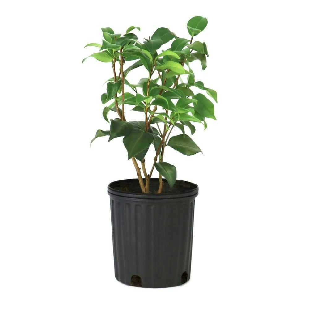 1-Gallon Camellia Japonica Gunsmoke Shrub: $29.45 1-Gallon Camellia Japonica Gunsmoke Shrub: $29.45