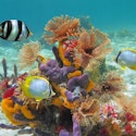 Norwegian Cruise Line 5-Night Western Caribbean Cruise for From $818 for 2