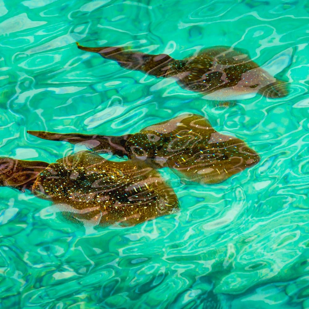 Norwegian Cruise Line 7-Night Bermuda & Atlantic Coast Cruise: From $1,818 for 2