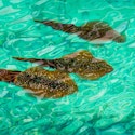 Norwegian Cruise Line 7-Night Bermuda & Atlantic Coast Cruise for From $1,818 for 2