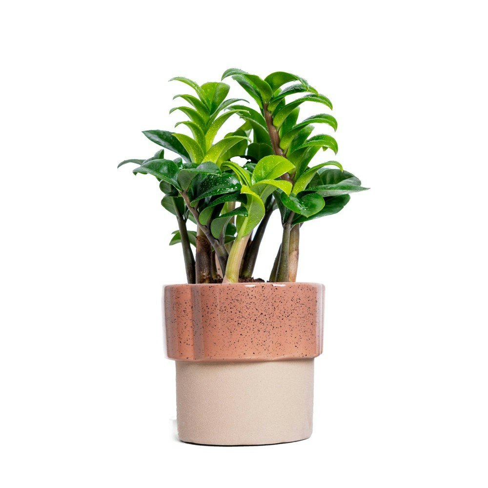 4-Inch Zenzi ZZ Houseplant in Salmon Wild Flower Planter: $35