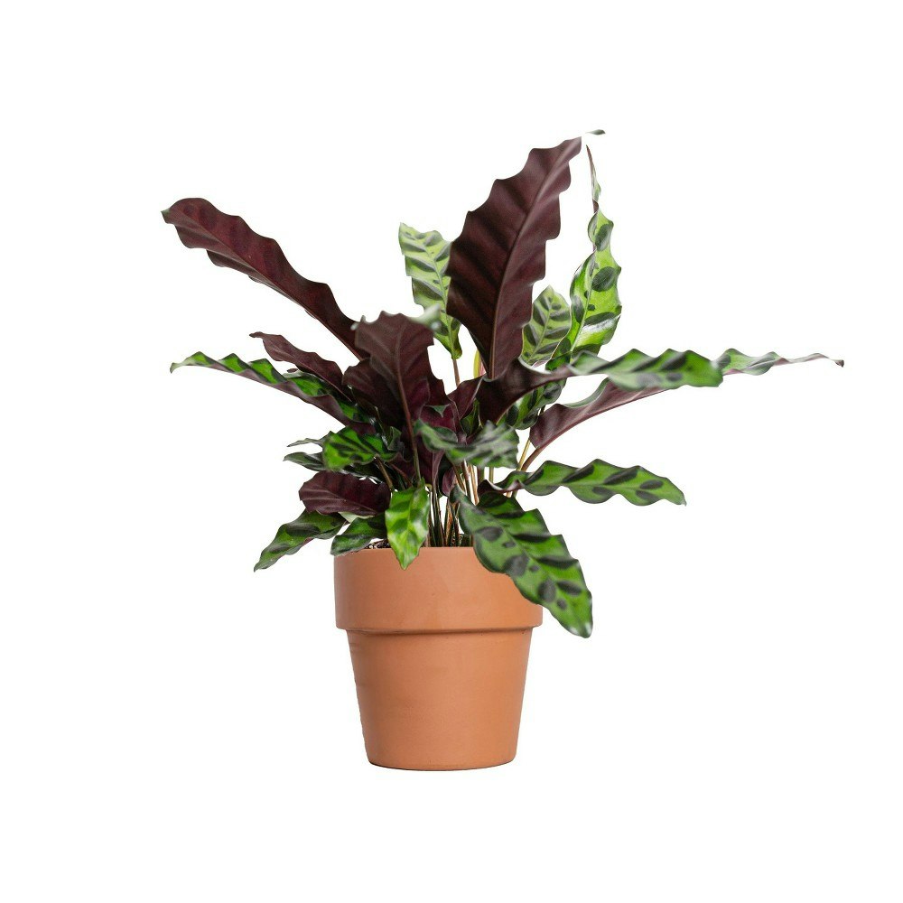 4-inch Rattlesnake Calathea Houseplant in Terracotta Planter: $25