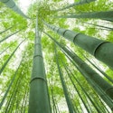 10-Night Japan Flight, Hotel, and Rail Vacation for From $2,598 for 2