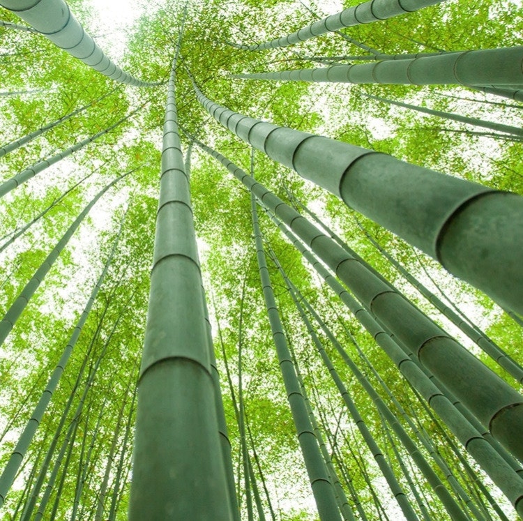 10-Night Japan Flight, Hotel, and Rail Vacation: From $2,598 for 2