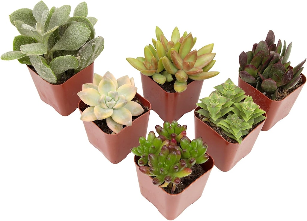 Plants for Pets Live Succulents 6-Pack: $7.99