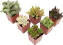 Plants for Pets Live Succulents 6-Pack for $8 + free shipping w/ Prime