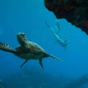 UnCruise 7-Night Hawaiian Seascapes Cruise for From $17,400 for 2