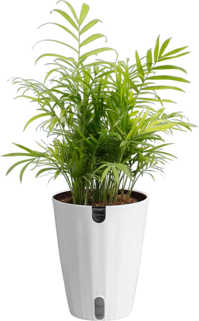 Costa Farms Parlor Palm Live Plant: $18