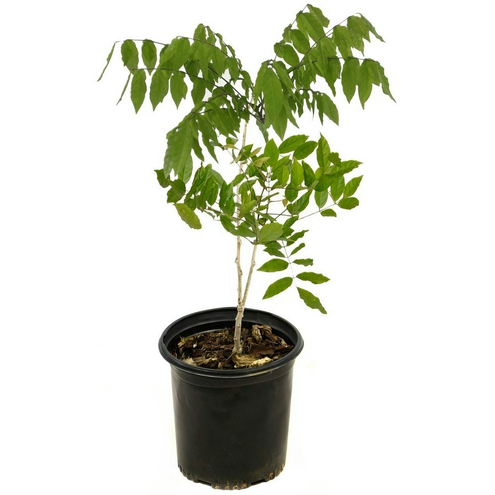 National Plant Network Blue Wisteria Plant 1-Gallon: $20.99 National Plant Network Blue Wisteria Plant 1-Gallon: $20.99