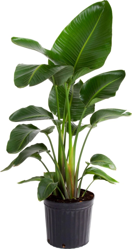 Plants at Lowe's: Up to 50% off