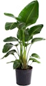 Plants at Lowe's: Up to 50% off + free shipping