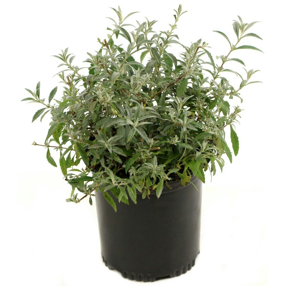 Buddleia Black Knight 2.25-Gallon Butterfly Bush: $31.99 Buddleia Black Knight 2.25-Gallon Butterfly Bush: $31.99