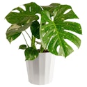 Lowe's Plant Daily Deals: Up to 45% off + free shipping