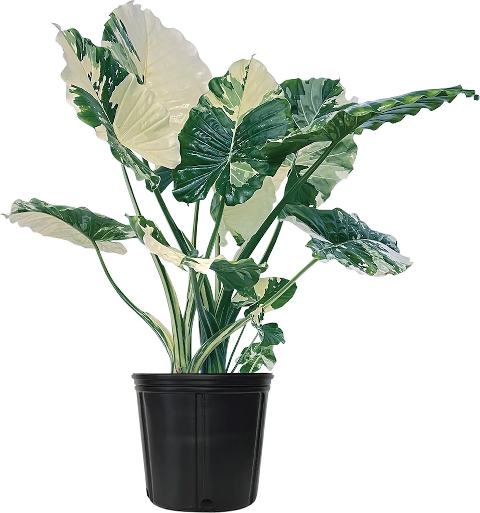Nature's Way Farms Variegated Alocasia Dawn House Plant in 1.7-Gallon Pot: 60% off