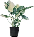 Nature's Way Farms Variegated Alocasia Dawn House Plant in 1.7-Gallon Pot: 60% off + free shipping