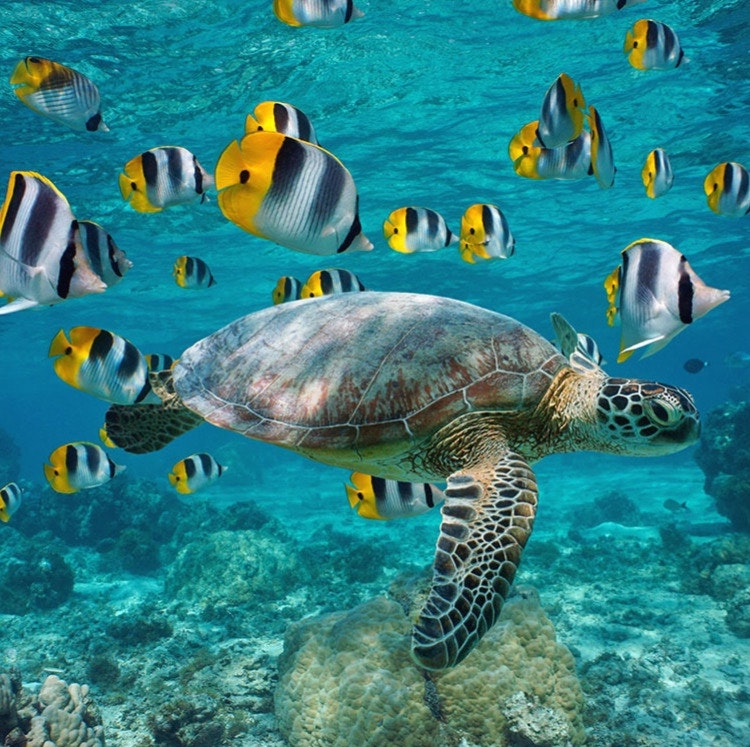 Windstar 13-Night Tahiti Flight, Hotel, and Cruise Vacation: From $16,072 for 2
