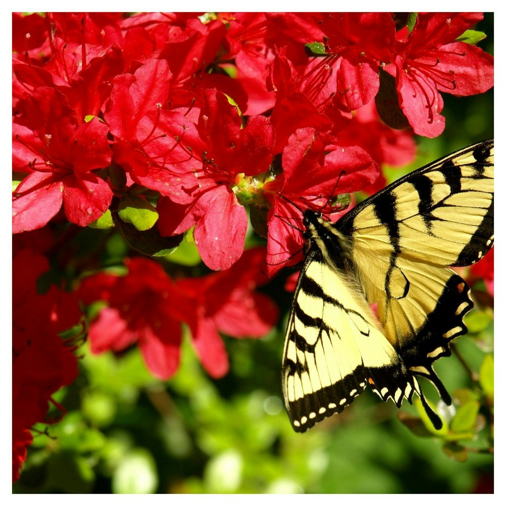 Azalea Midnite Flare Plant: $31.99 Azalea Midnite Flare Plant: $31.99