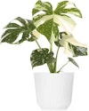United Nursery Live Thai Constellation Monstera Houseplant w/ 6" Pot for $40 + free shipping