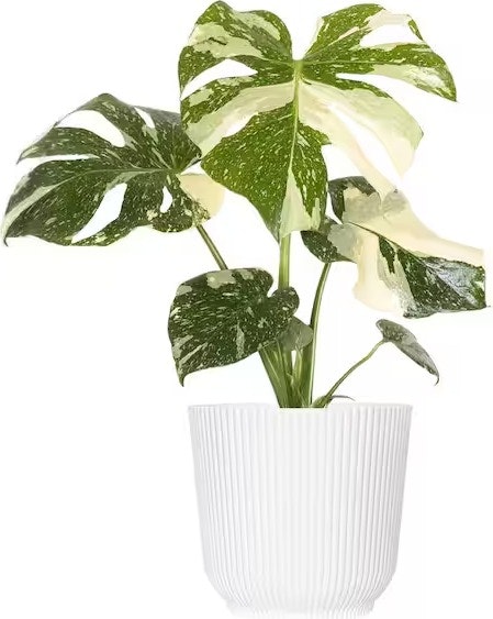 United Nursery Live Thai Constellation Monstera Houseplant w/ 6" Pot: $40 United Nursery Live Thai Constellation Monstera Houseplant w/ 6" Pot: $40