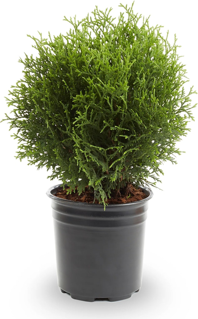 Lowe's Little Giant Arborvitae Accent Shrub w/ 2.5-Qt. Pot: $8.98 Lowe's Little Giant Arborvitae Accent Shrub w/ 2.5-Qt. Pot: $8.98