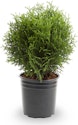 Lowe's Little Giant Arborvitae Accent Shrub w/ 2.5-Qt. Pot for $9 + free shipping w/ $45